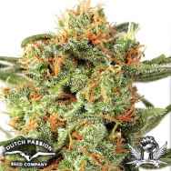 Dutch Passion Seeds Orange Hill Special